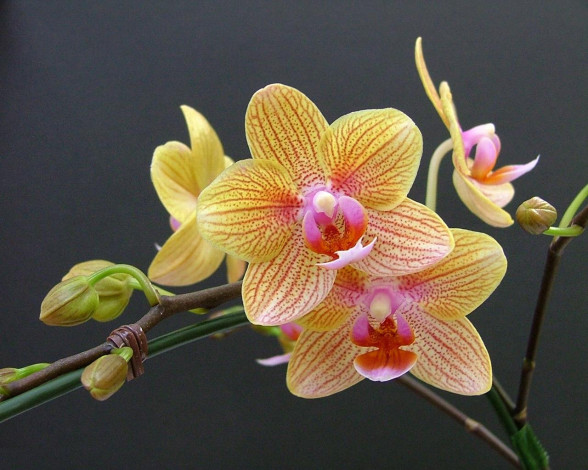 Обои картинки фото цветы, орхидеи