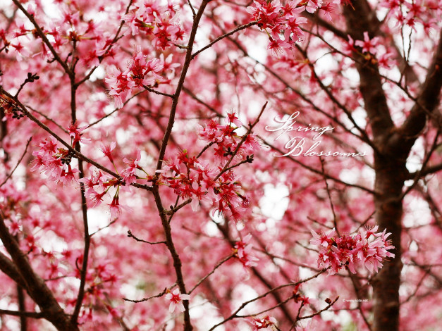 Обои картинки фото цветы, цветущие, деревья, кустарники