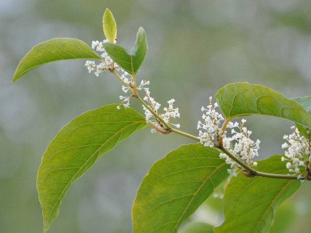 Обои картинки фото цветы, цветущие, деревья, кустарники