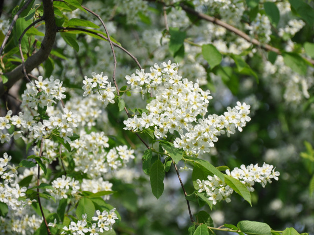 Обои картинки фото цветы, цветущие, деревья, кустарники