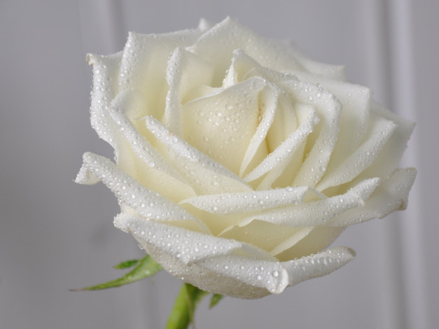 Обои картинки фото цветы, розы