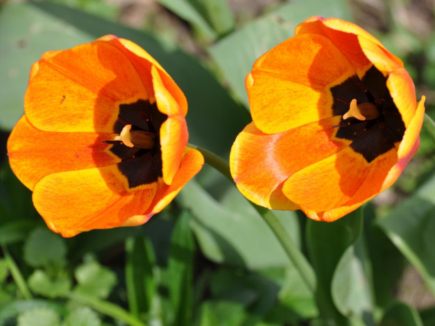 Обои картинки фото цветы, тюльпаны