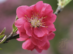 Картинка цветы цветущие деревья кустарники