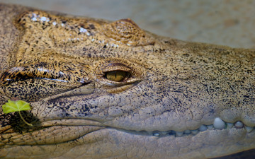 Картинка животные крокодилы