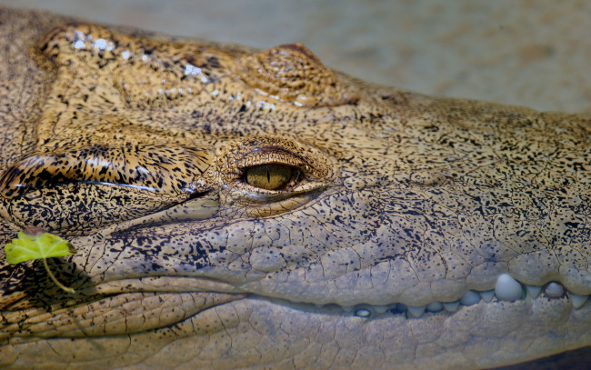 Обои картинки фото животные, крокодилы