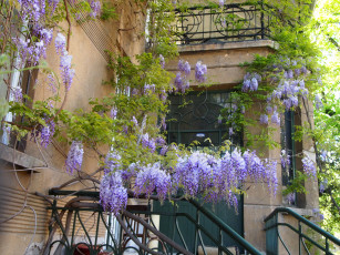 Картинка болгария цветы глициния старый дом