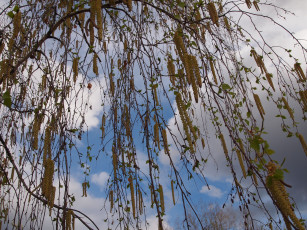 Картинка болгария природа деревья листья и