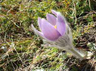 Картинка цветы анемоны адонисы прострел