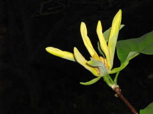 Картинка цветы магнолии лепестки