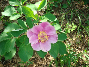 Картинка цветы пионы розовый