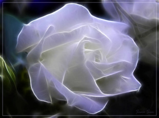 Картинка 3д графика flowers цветы роза