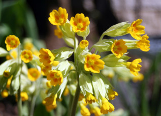 Картинка цветы примулы желтый