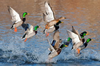 Картинка животные утки вода крылья взлет