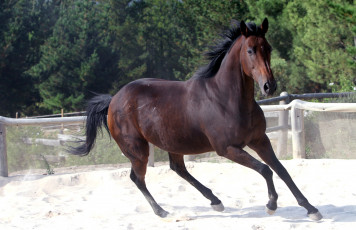 Картинка животные лошади бег гнедой жеребец