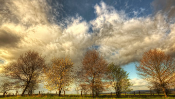 Картинка природа деревья пейзаж тучи поле
