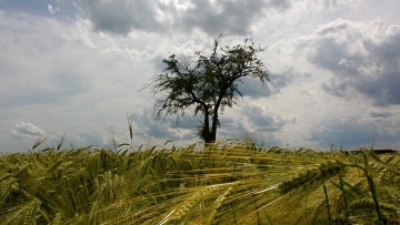 Картинка природа поля дерево поле лето небо