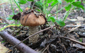 Картинка природа грибы гриб