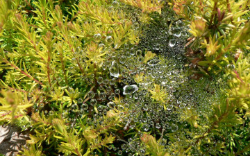 Картинка природа макро роса