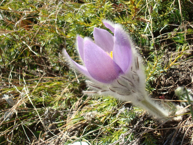 Обои картинки фото цветы, анемоны, адонисы, прострел