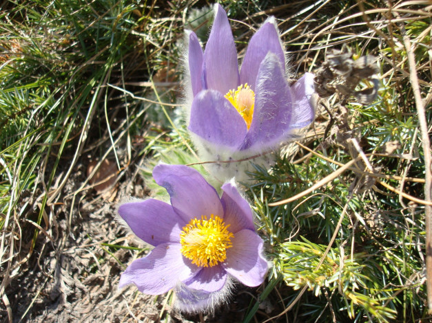 Обои картинки фото цветы, анемоны, адонисы, прострел