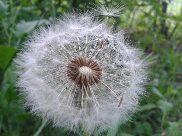 Обои картинки фото одуванчик, цветы, одуванчики, трава