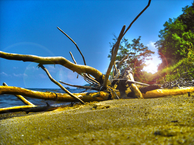 Обои картинки фото природа, побережье, небо, облака, пляж, макро, hdr, дерево, лето, берег, море, размытость