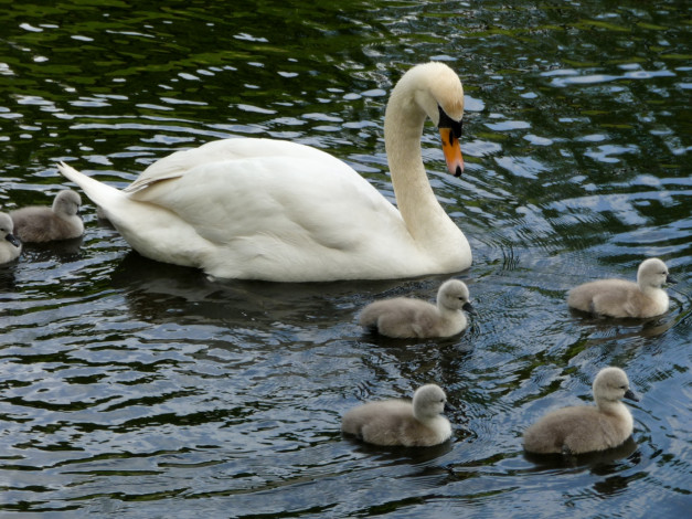 Обои картинки фото животные, лебеди, мама, малыши