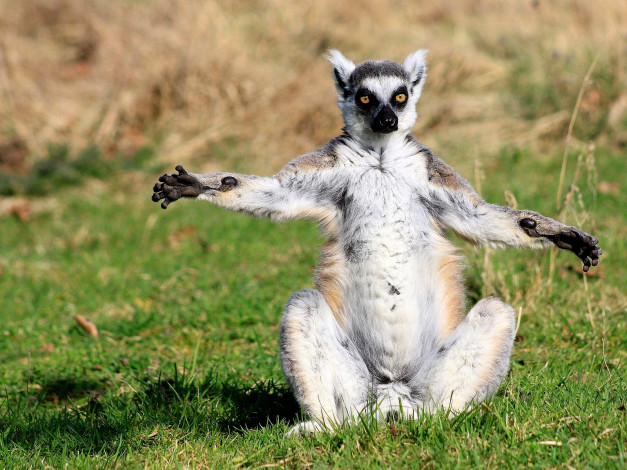 Обои картинки фото животные, лемуры, поза, забавный