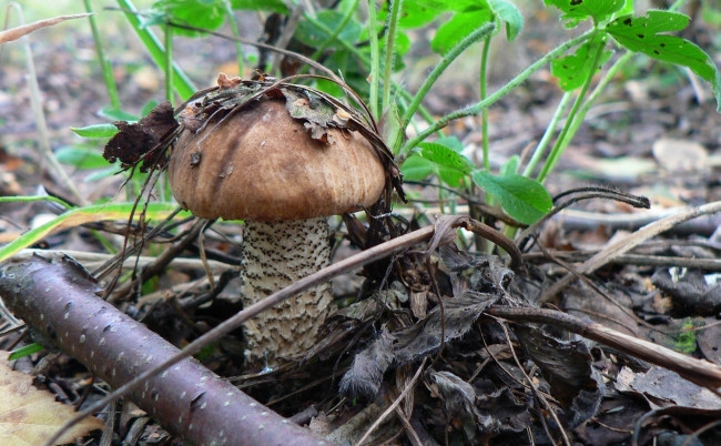 Обои картинки фото природа, грибы, гриб