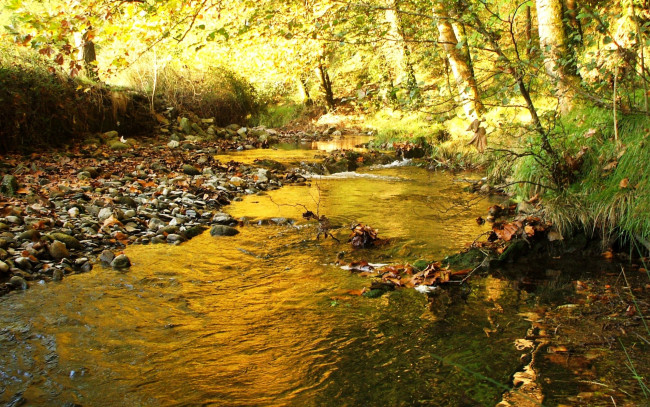 Обои картинки фото природа, реки, озера, лес, речка, лето