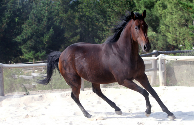 Обои картинки фото животные, лошади, бег, гнедой, жеребец