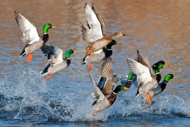 Обои картинки фото животные, утки, вода, крылья, взлет