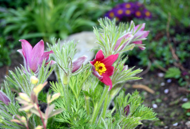 Обои картинки фото цветы, анемоны, адонисы, прострел