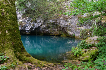 Картинка природа реки озера водоём ветки пейзаж дерево