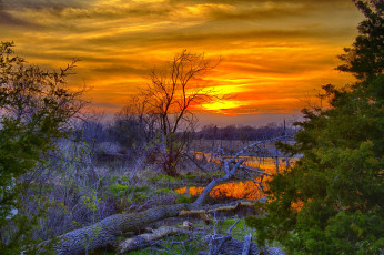 Картинка природа лес заросли стволы вода тучи свет весна