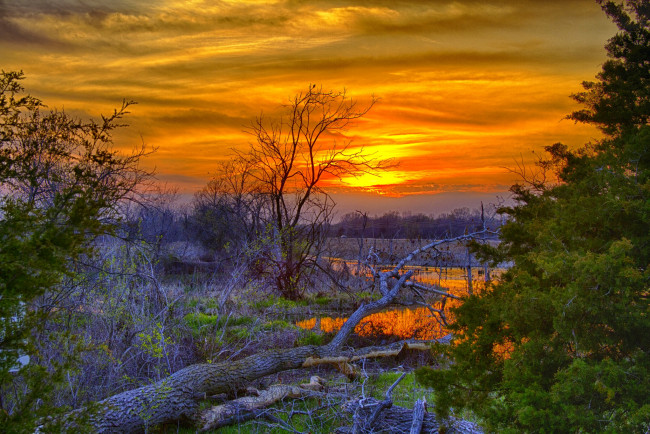 Обои картинки фото природа, лес, заросли, стволы, вода, тучи, свет, весна