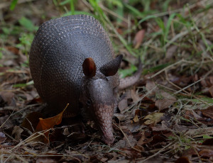 Картинка животные броненосцы броненосец