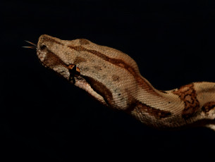 Картинка boa+constrictor животные змеи +питоны +кобры удав