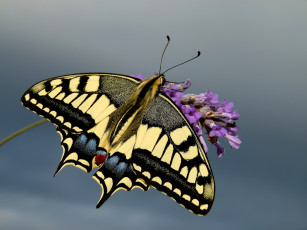 Картинка животные бабочки +мотыльки +моли бабочка