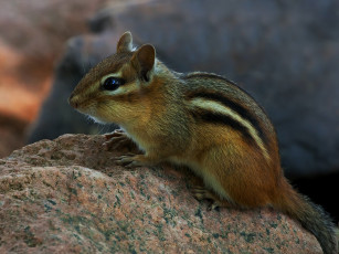 Картинка животные бурундуки бурундучок
