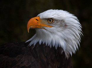 Картинка животные птицы+-+хищники белоголовый орлан