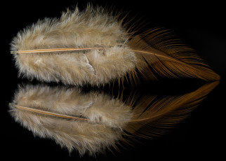 Картинка разное перья перо отражение