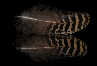 Картинка разное перья отражение перо