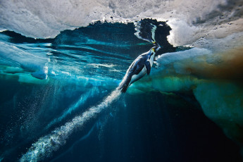 Картинка пингвин животные пингвины море птица