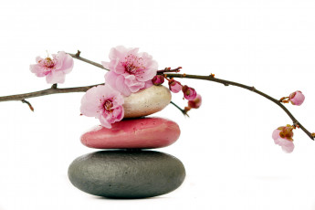 Картинка разное ракушки +кораллы +декоративные+и+spa-камни ветка сакура