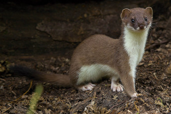 Картинка животные хорьки +куницы +горностаи +ласки +соболи горностай