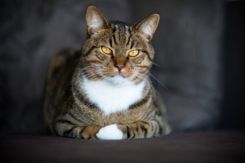 Картинка животные коты киса