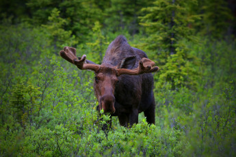Картинка животные лоси сохатый