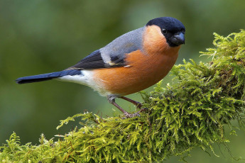 Картинка животные снегири снегирь