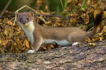 Картинка животные хорьки +куницы +горностаи +ласки +соболи горностай